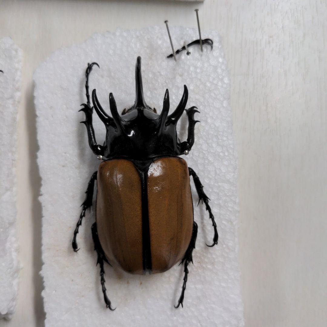 クワガタ、カブト虫標本セット