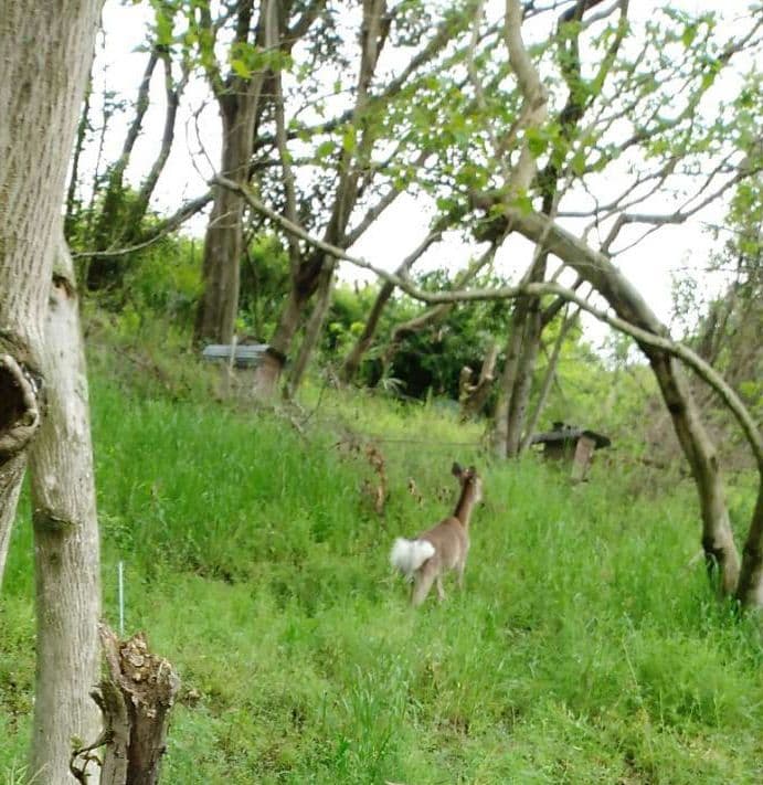 蜂蜜　1200g 2本 生蜂蜜　完熟はちみつ　非加熱　国産蜂蜜