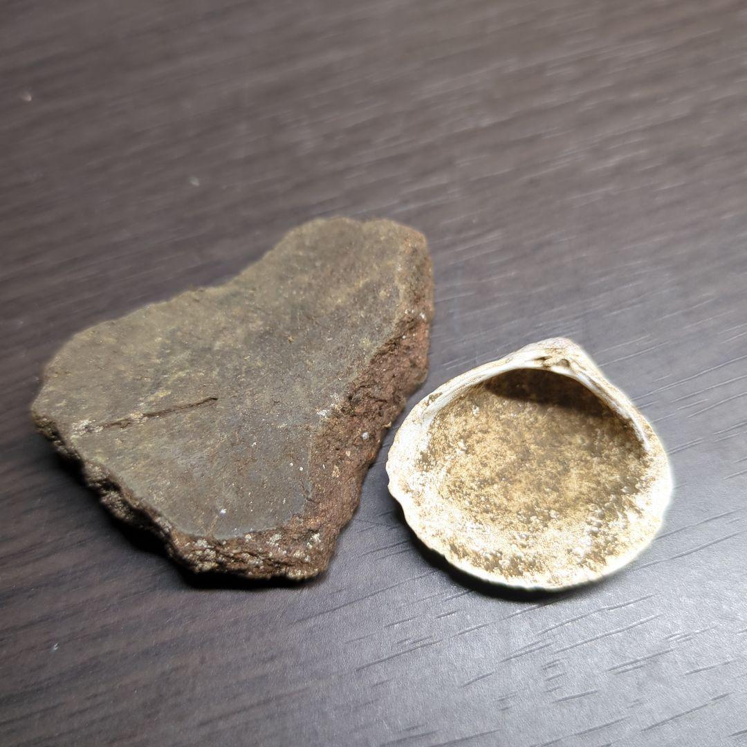 縄文土器と貝塚の貝