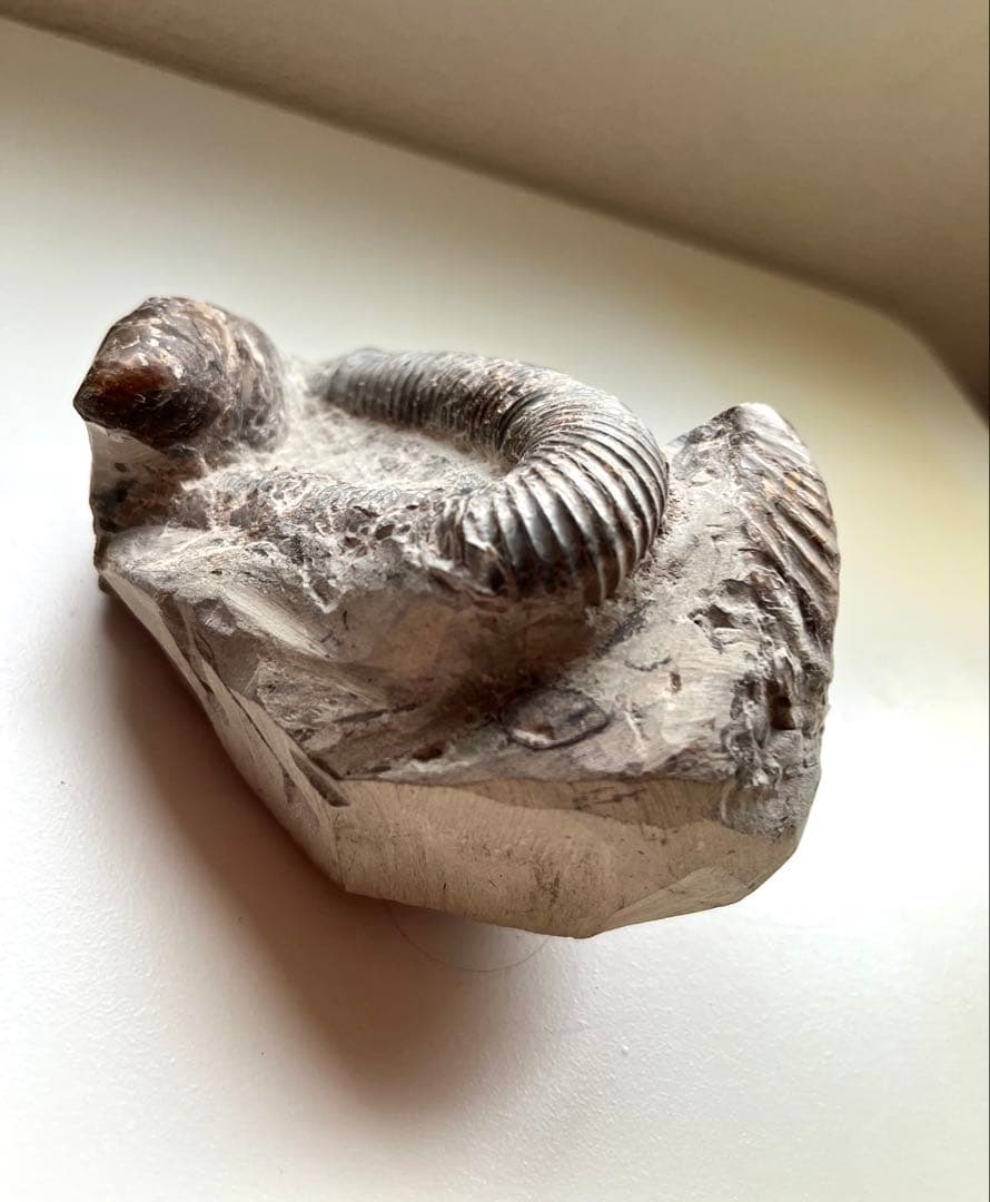 異常巻きアンモナイト化石