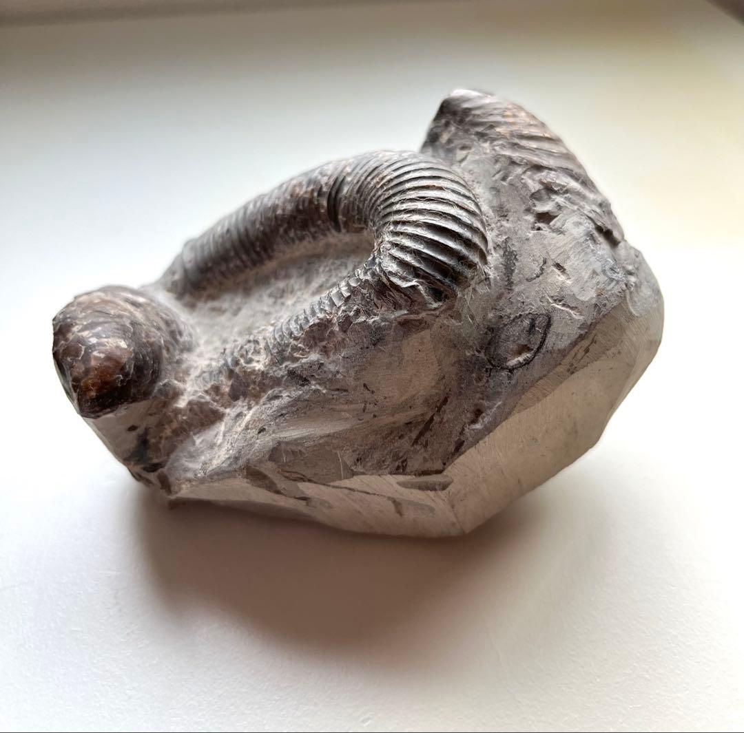 異常巻きアンモナイト化石