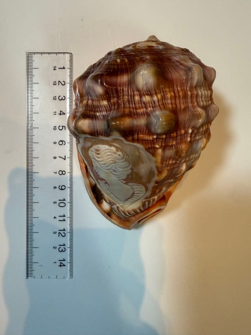 シェル カメオ インテリア 置物 ディスプレイ ①