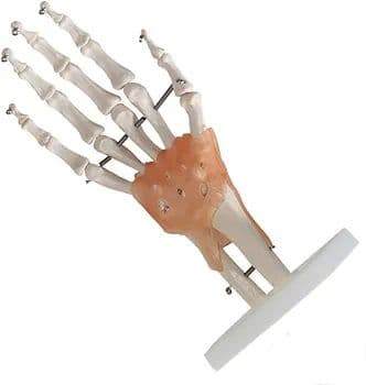 ❣️１点限り❣️人間の手の関節と靭帯の模型　人体模型　教育モデル　解剖学　学校