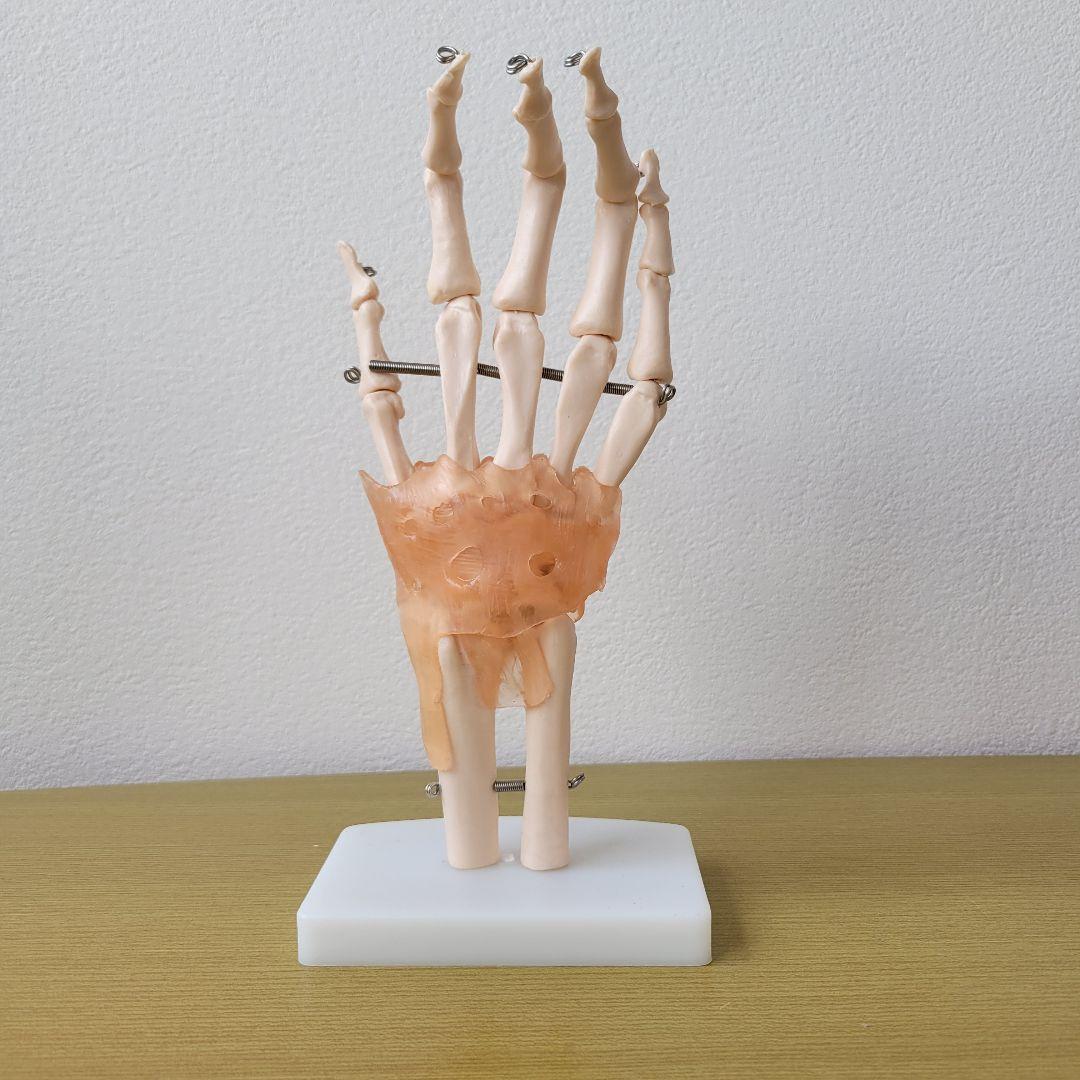 ❣️１点限り❣️人間の手の関節と靭帯の模型　人体模型　教育モデル　解剖学　学校