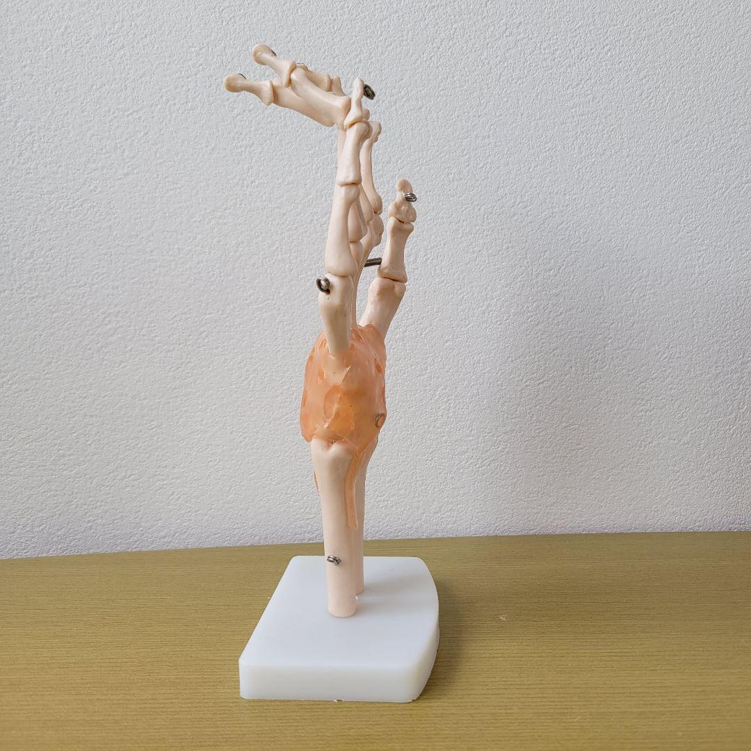❣️１点限り❣️人間の手の関節と靭帯の模型　人体模型　教育モデル　解剖学　学校