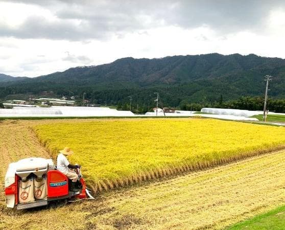 農家保有米 令和7年産 新米 コシヒカリ 10kg(5kg×2) 玄米 10キロ