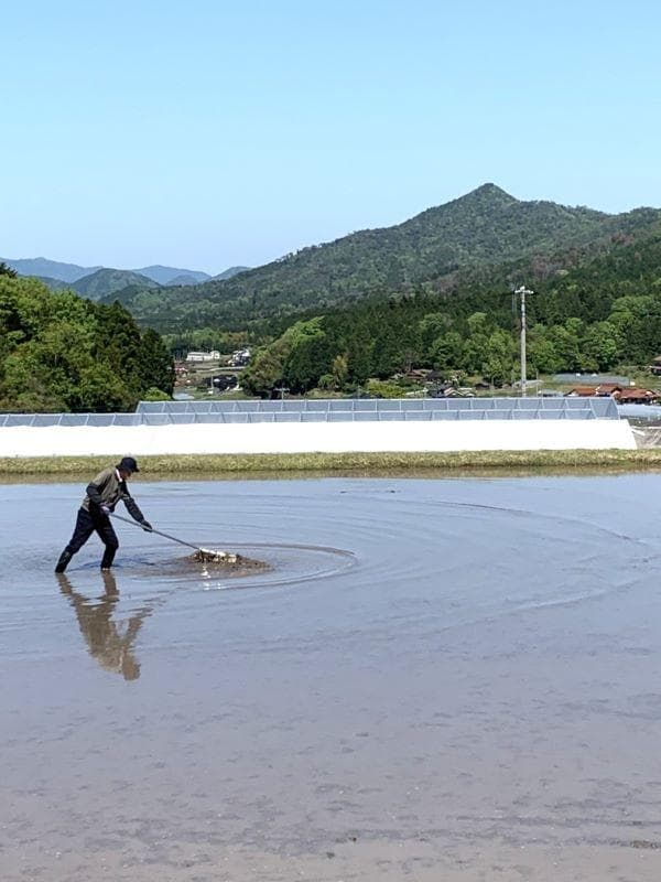 農家保有米 令和7年産 新米 コシヒカリ 10kg(5kg×2) 玄米 10キロ