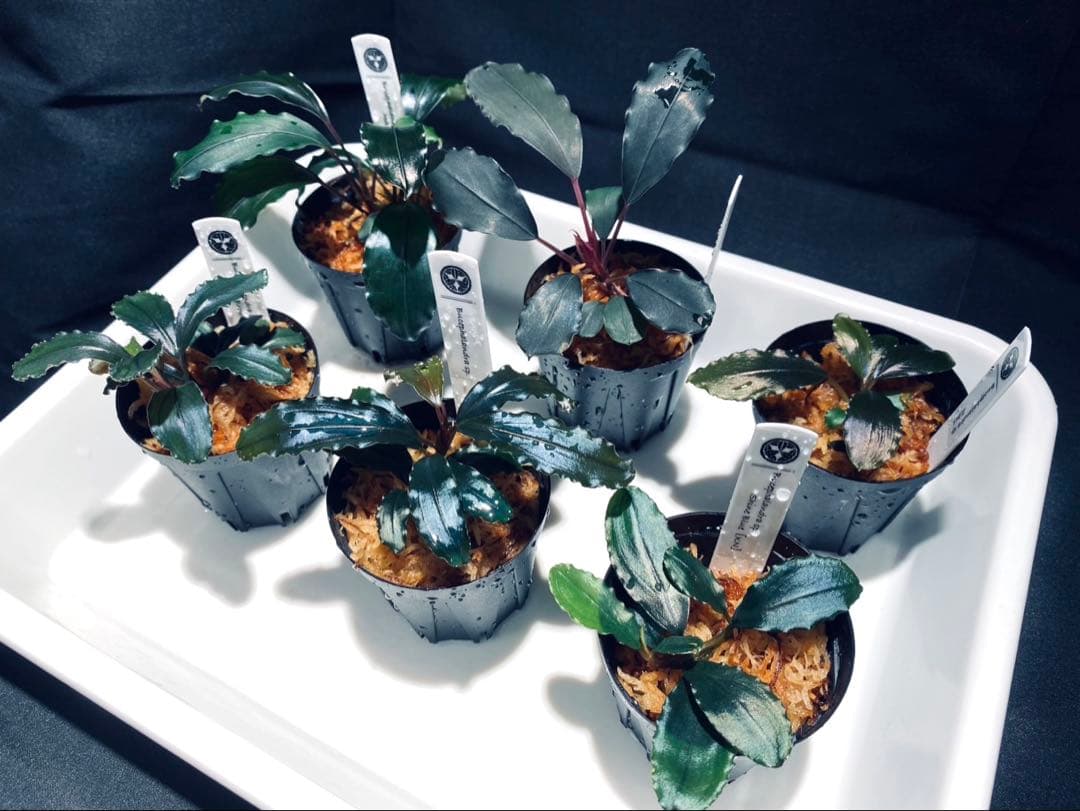 【ハイクラス】ブセファランドラセット③