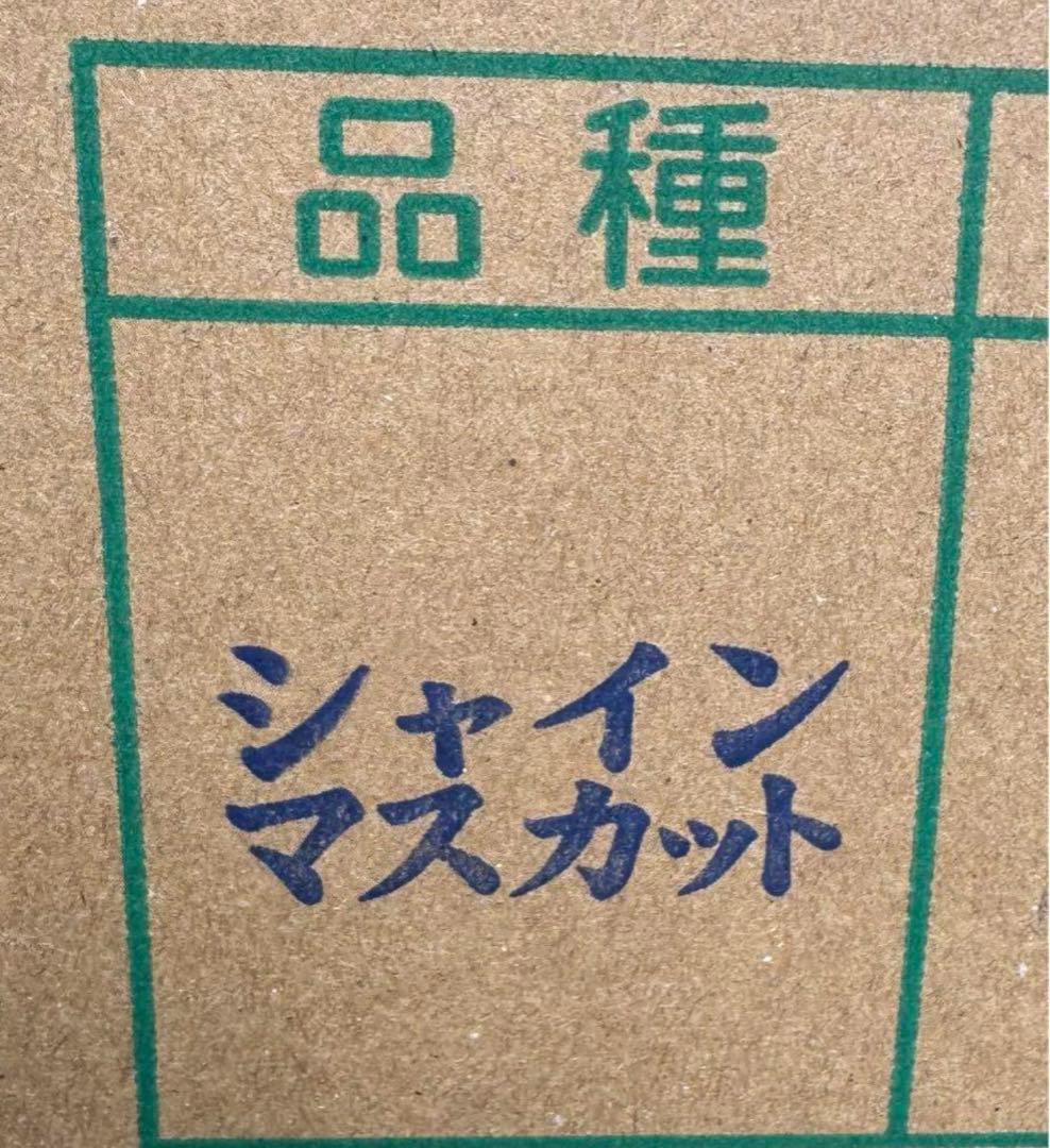 山梨県産ぶどう⭐️シャインマスカット⭐️家庭用訳あり品11房入り箱込み約5.5キロ