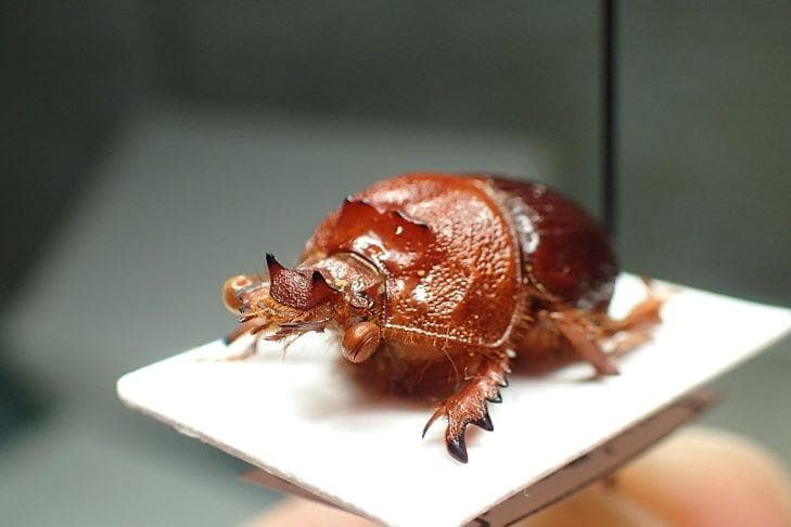 オーストラリアの新種！希少ムネアカセンチ