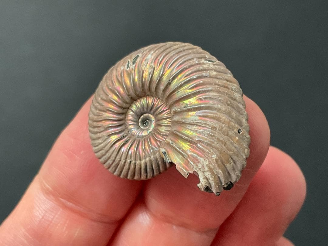 アンモナイト [AM356] クエンステッドトセラス