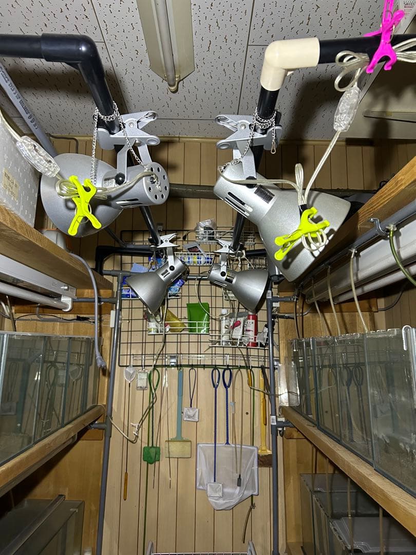 水槽用木製棚と小型水槽セット。シュリンプ育成用