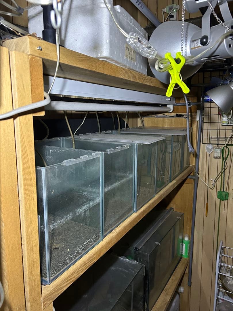 水槽用木製棚と小型水槽セット。シュリンプ育成用