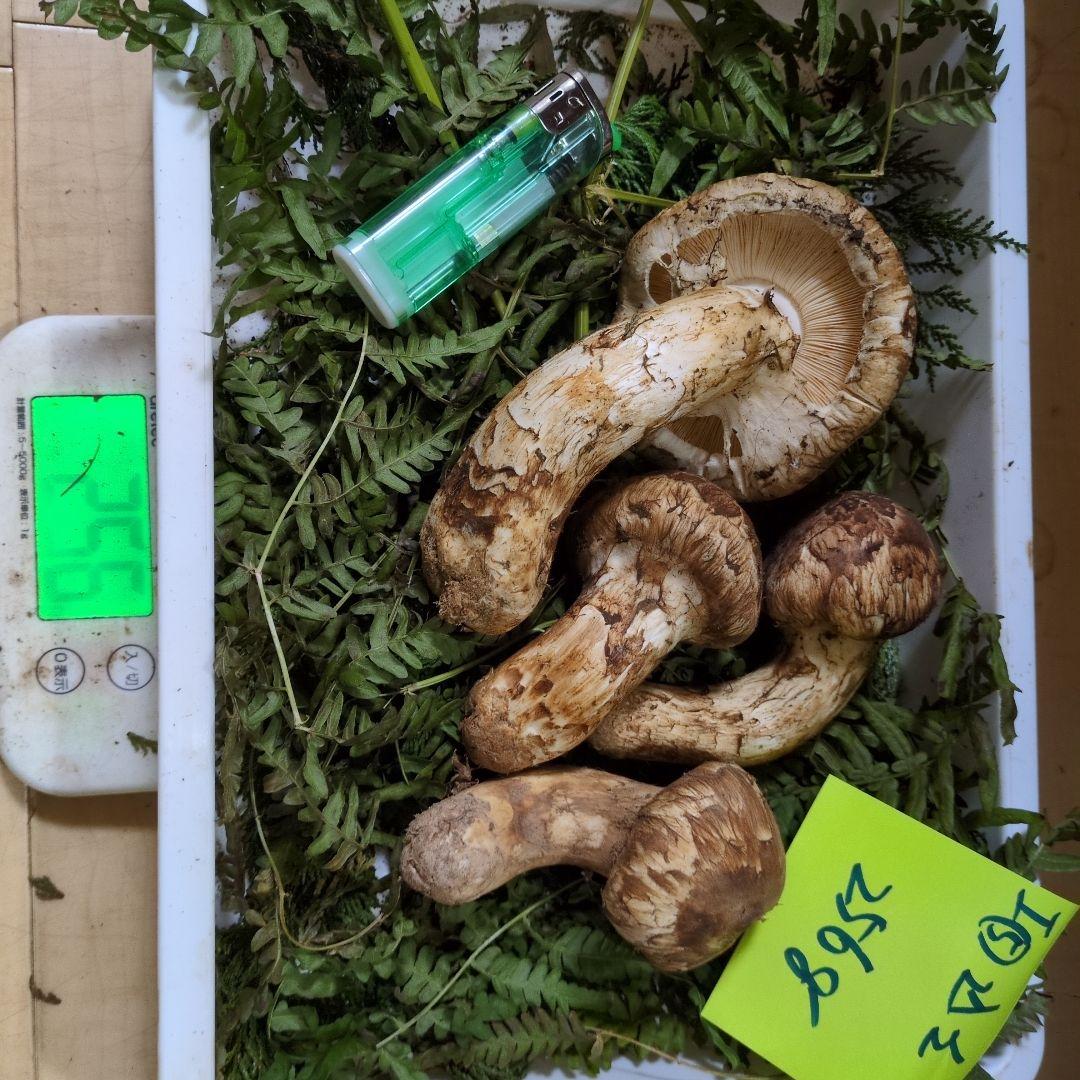 和歌山松茸 新鮮朝市　込み込み　256㌘