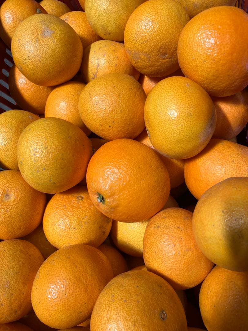 愛媛産 まどんな 10キロ (家庭用)