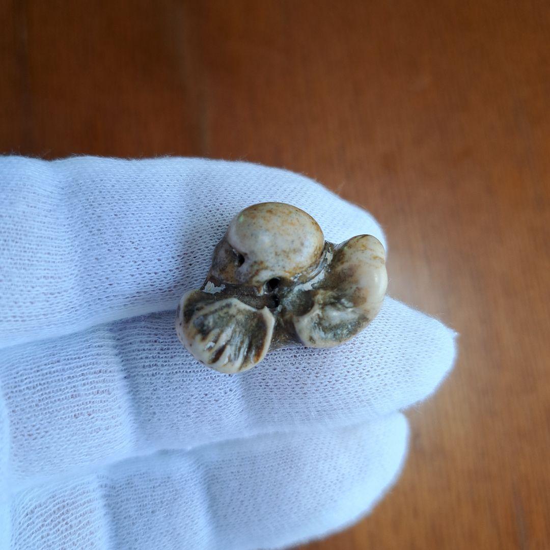 イルカの耳骨【大きさ2.7㎝　②】