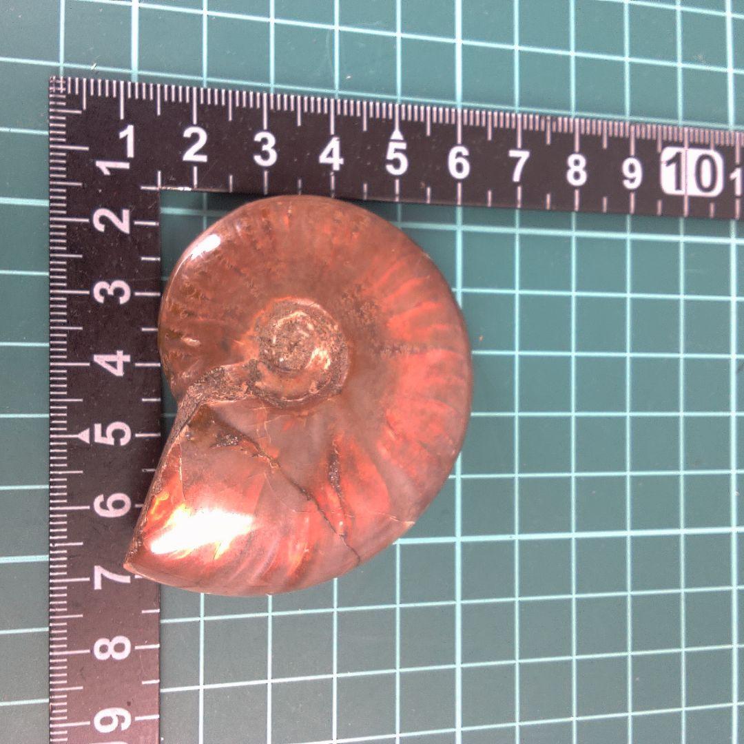 小物１ アンモナイト化石 赤褐色