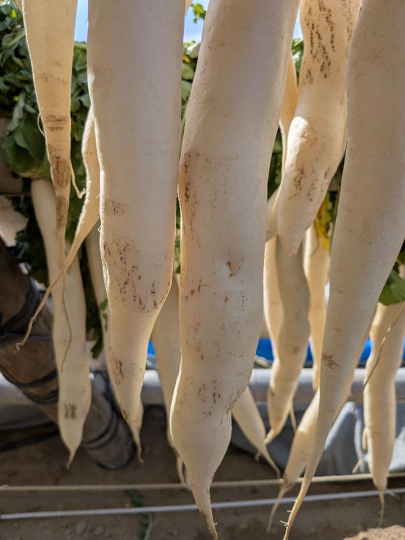 干し大根　訳あり　箱込み約20kg