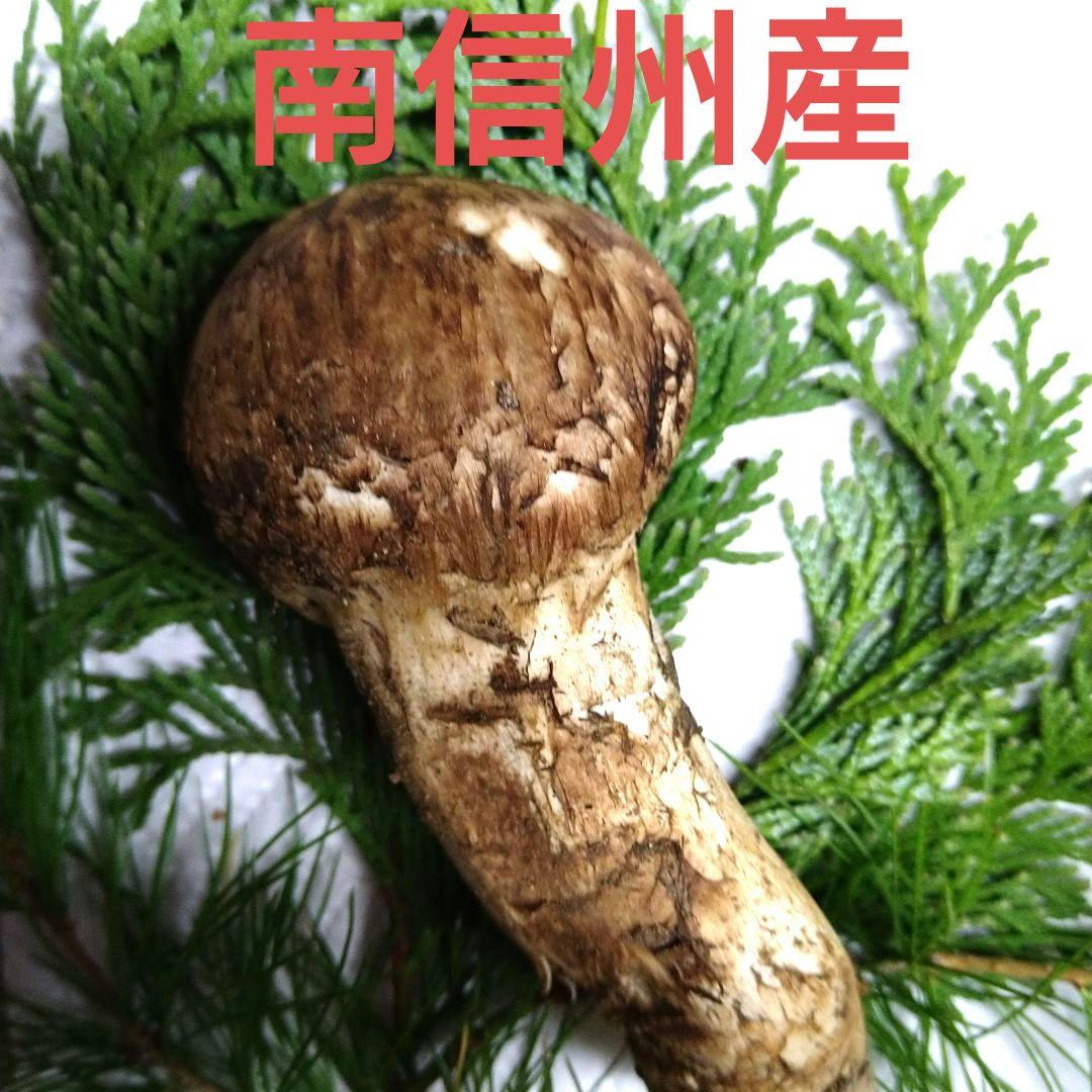 57.南信州産松茸約44g