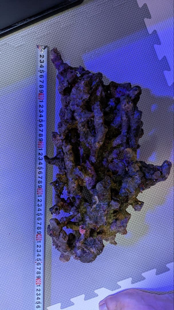 天然ライブロック　枝塊〜