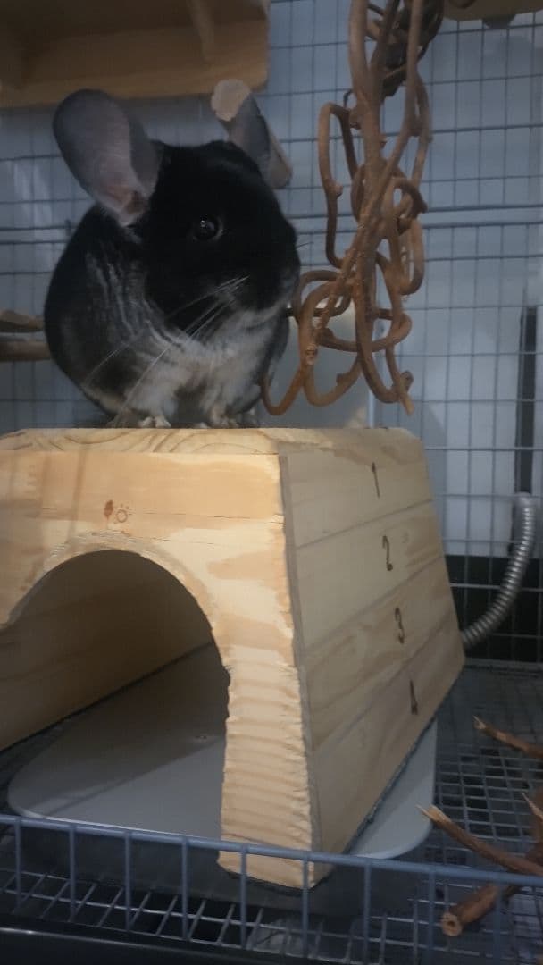 木製隠れ家型ケージ かじり木付き