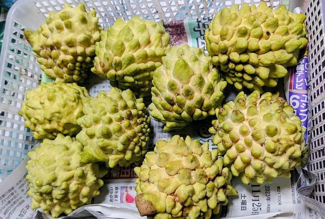 【限定】甘くとろける！森のアイスクリーム！！沖縄産アテモヤ大玉入り 3kg