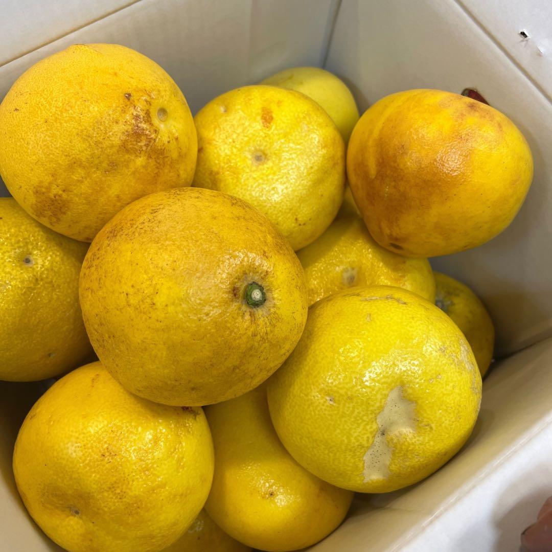 文旦　山北みかん　ポンカン　好きにも　15