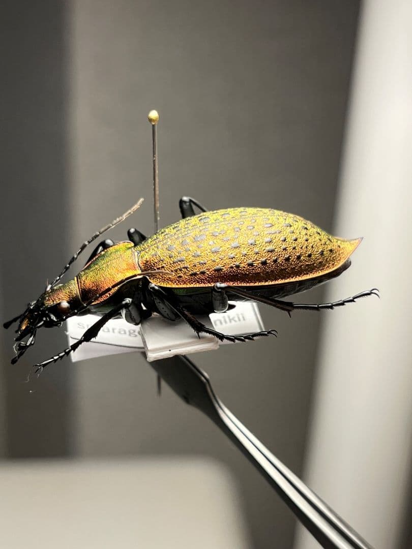 【極美個体】チョウセンカブリモドキ オサムシ標本 オサムシ マイマイカブリ