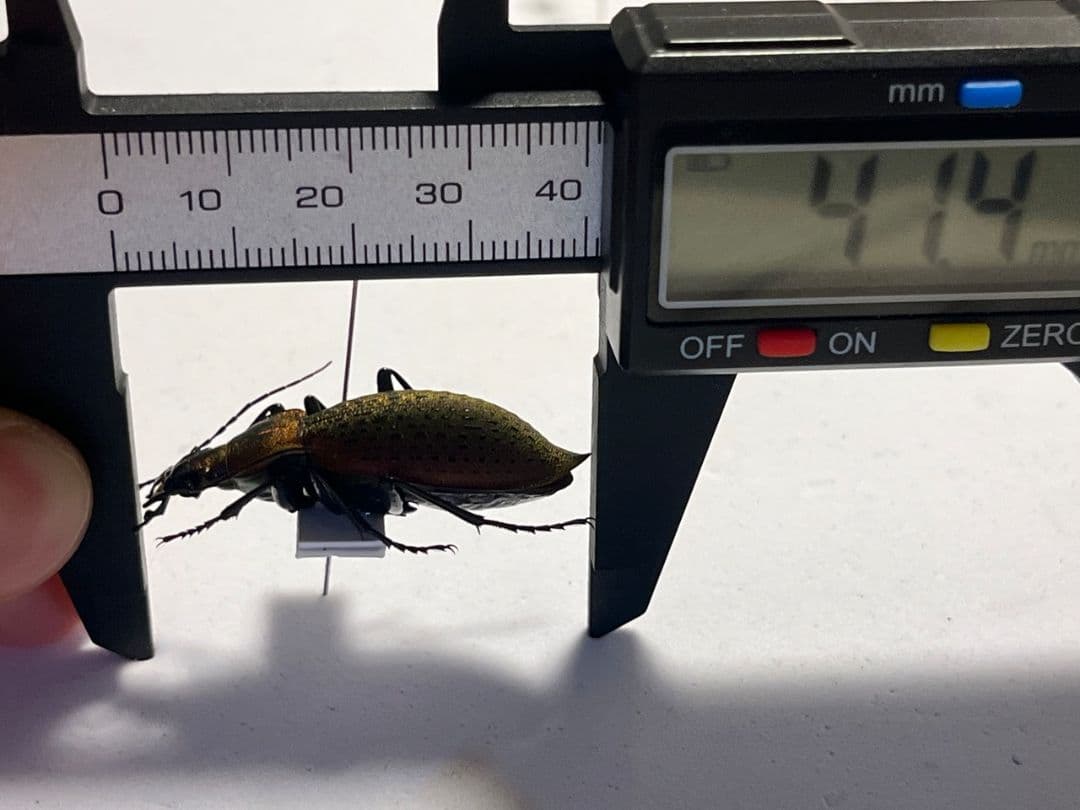 【極美個体】チョウセンカブリモドキ オサムシ標本 オサムシ マイマイカブリ