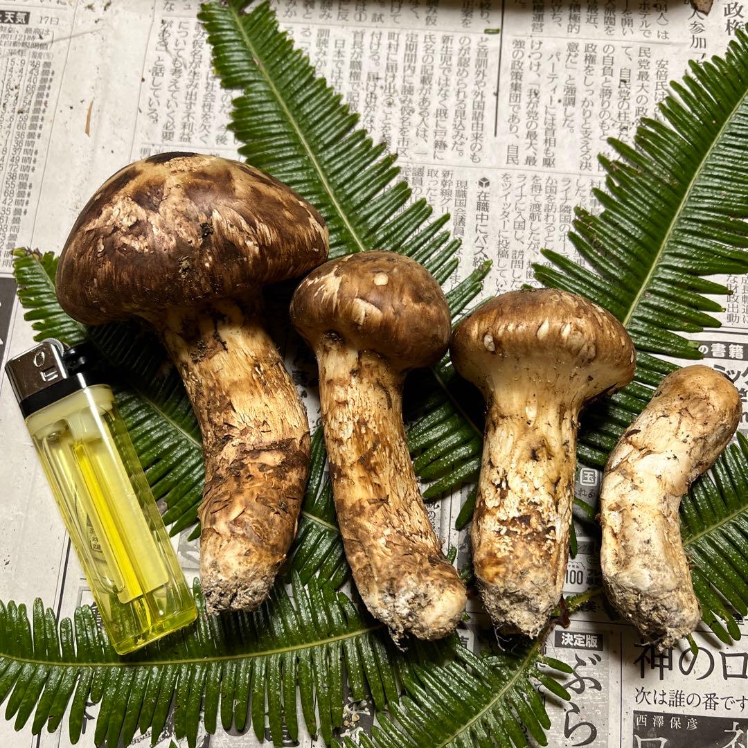 【大阪泉州産】天然松茸　採れたて良品3本125g国産