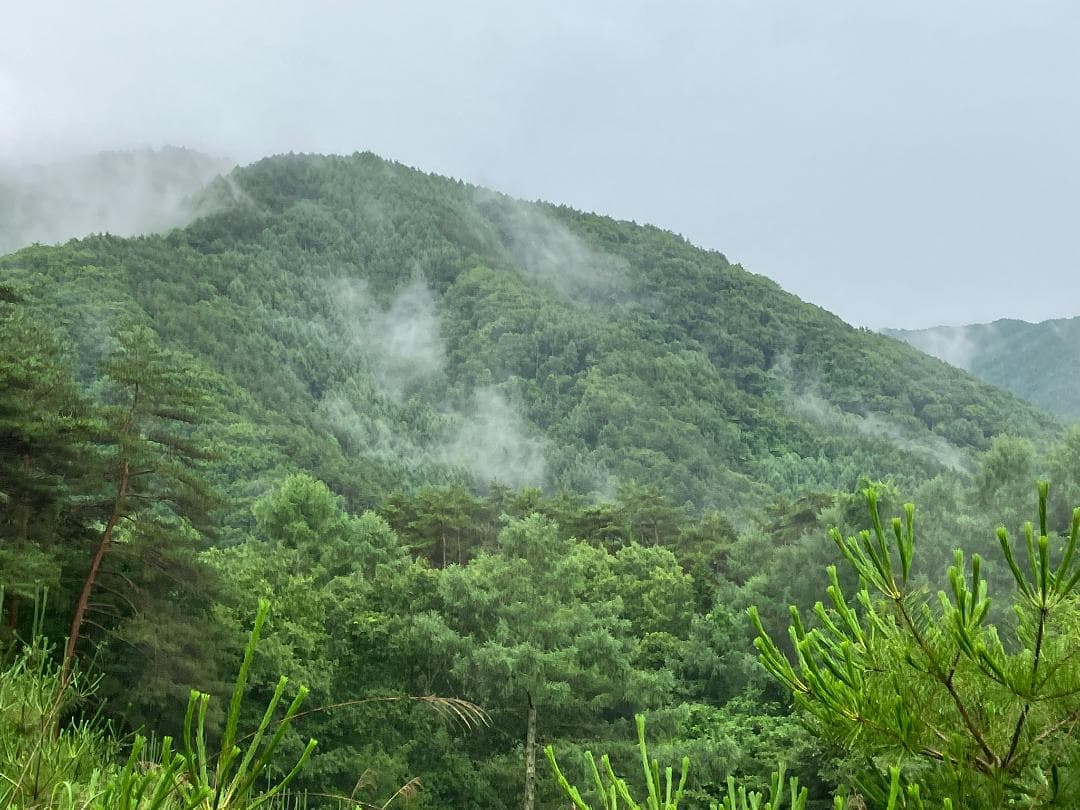 【初売限定】 国産蜂蜜 1000g 3種 アカシア 百花 栗蜜 天然蜂蜜