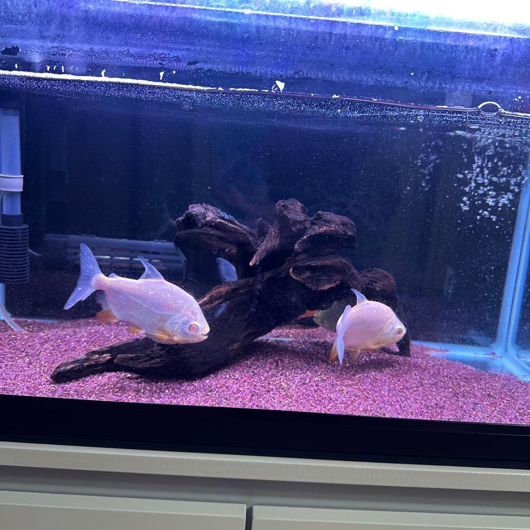 60水槽ロコソマ付きフルセット