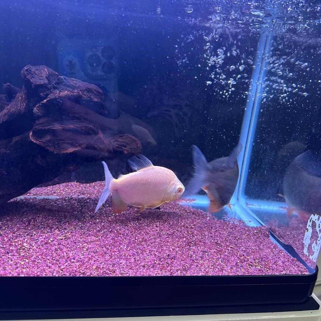 60水槽ロコソマ付きフルセット