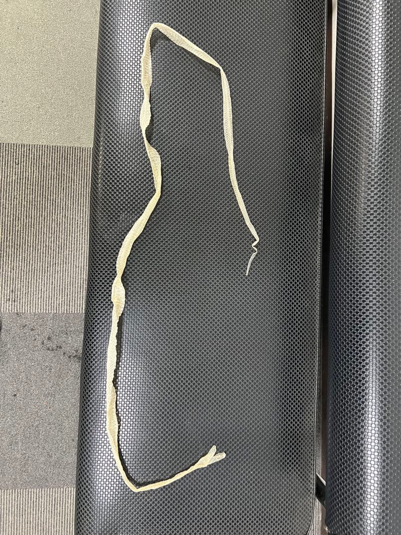 白ヘビの脱皮した皮