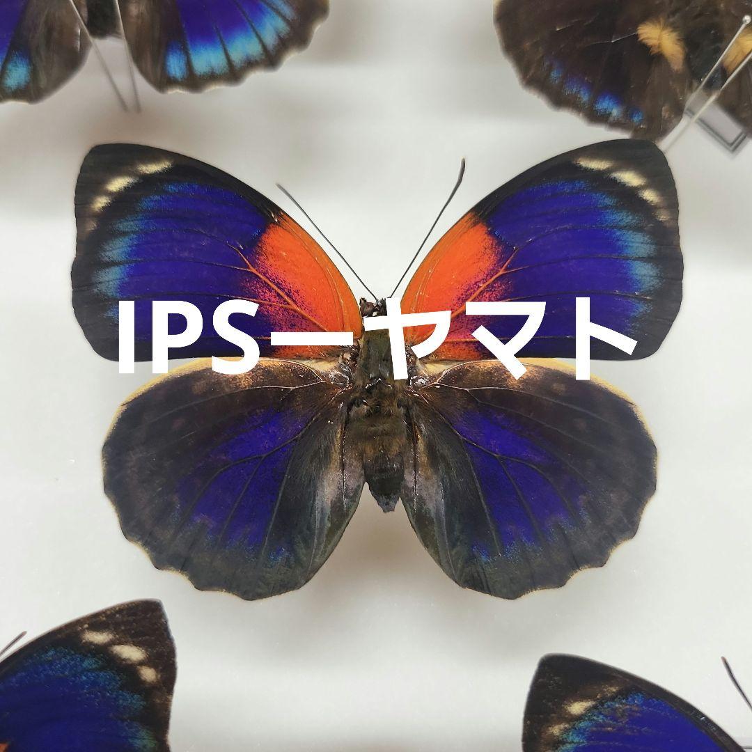 特別価格　コレクションシリーズアグリアス　激レアルビアルディーメス