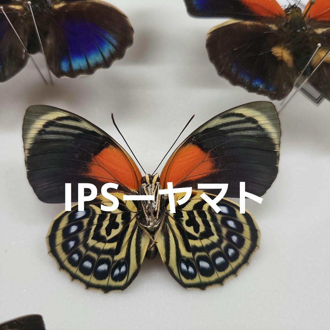 特別価格　コレクションシリーズアグリアス　激レアルビアルディーメス