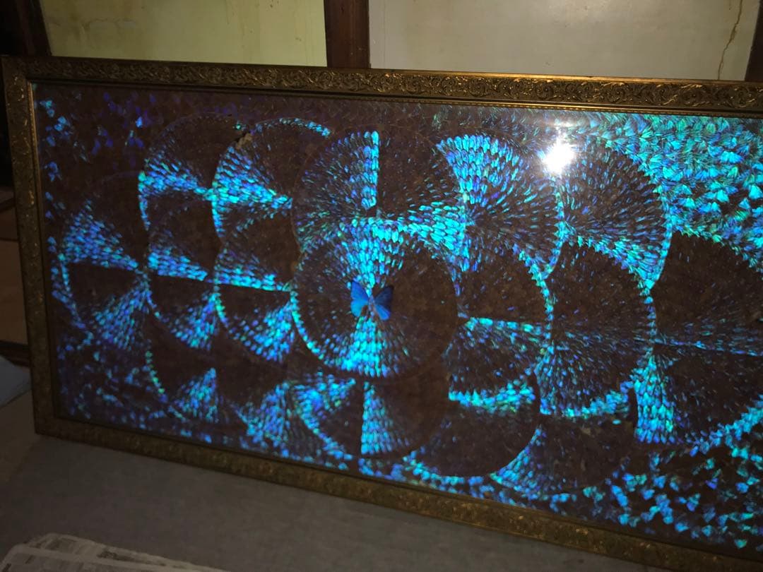 奇跡を呼ぶモルフォ蝶です。最終値下げ着払い横2100✖️縦1150✖️75〜80厚み