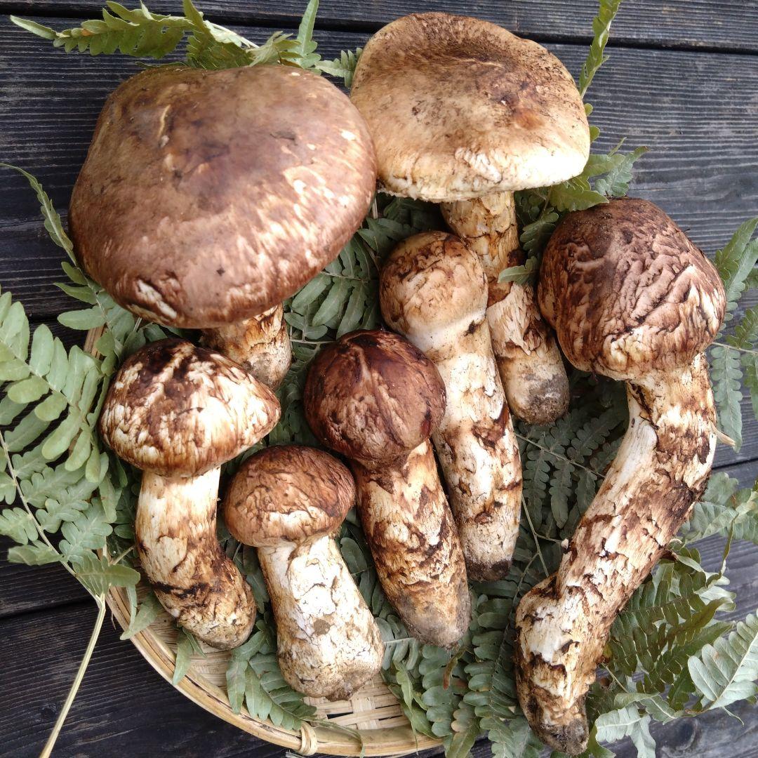 岩手県産マツタケ454g