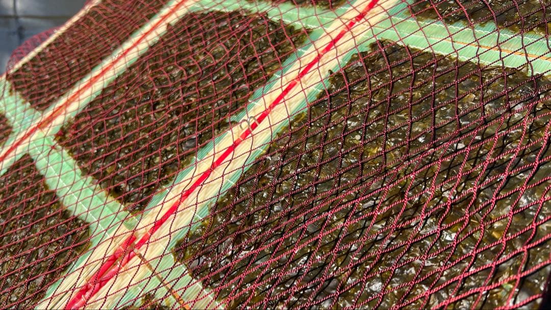 【送料無料】こなん　新物はばのり20枚