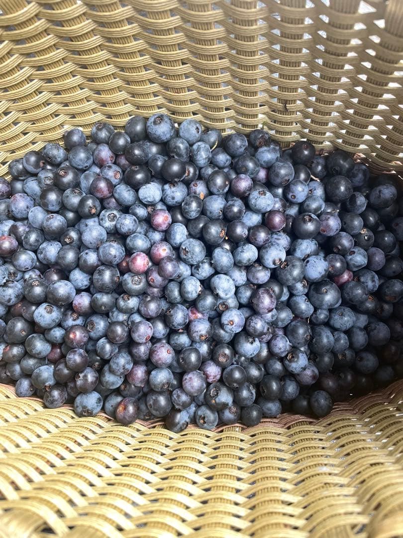 ブルーベリー　愛媛県産　無農薬　大粒　5kg 冷凍