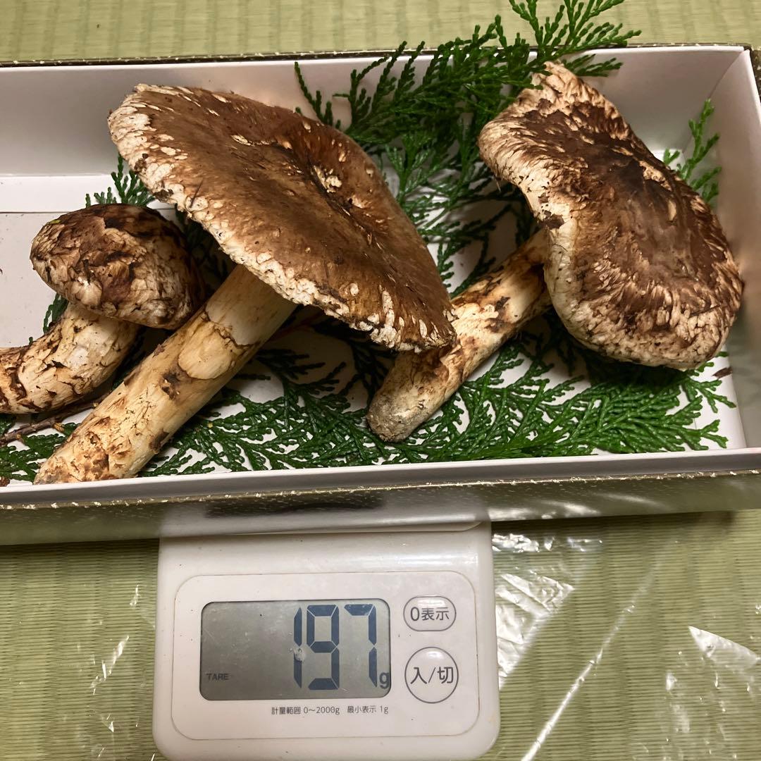 信州産天然松茸 197ｇ