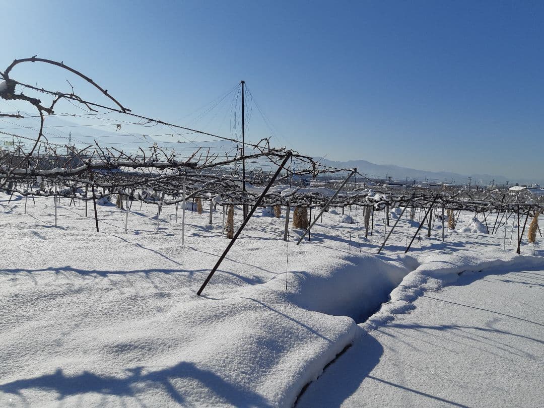 完熟多めのシャインマスカット増量の、徳用5.5キロ入りの粒バック入りになります。