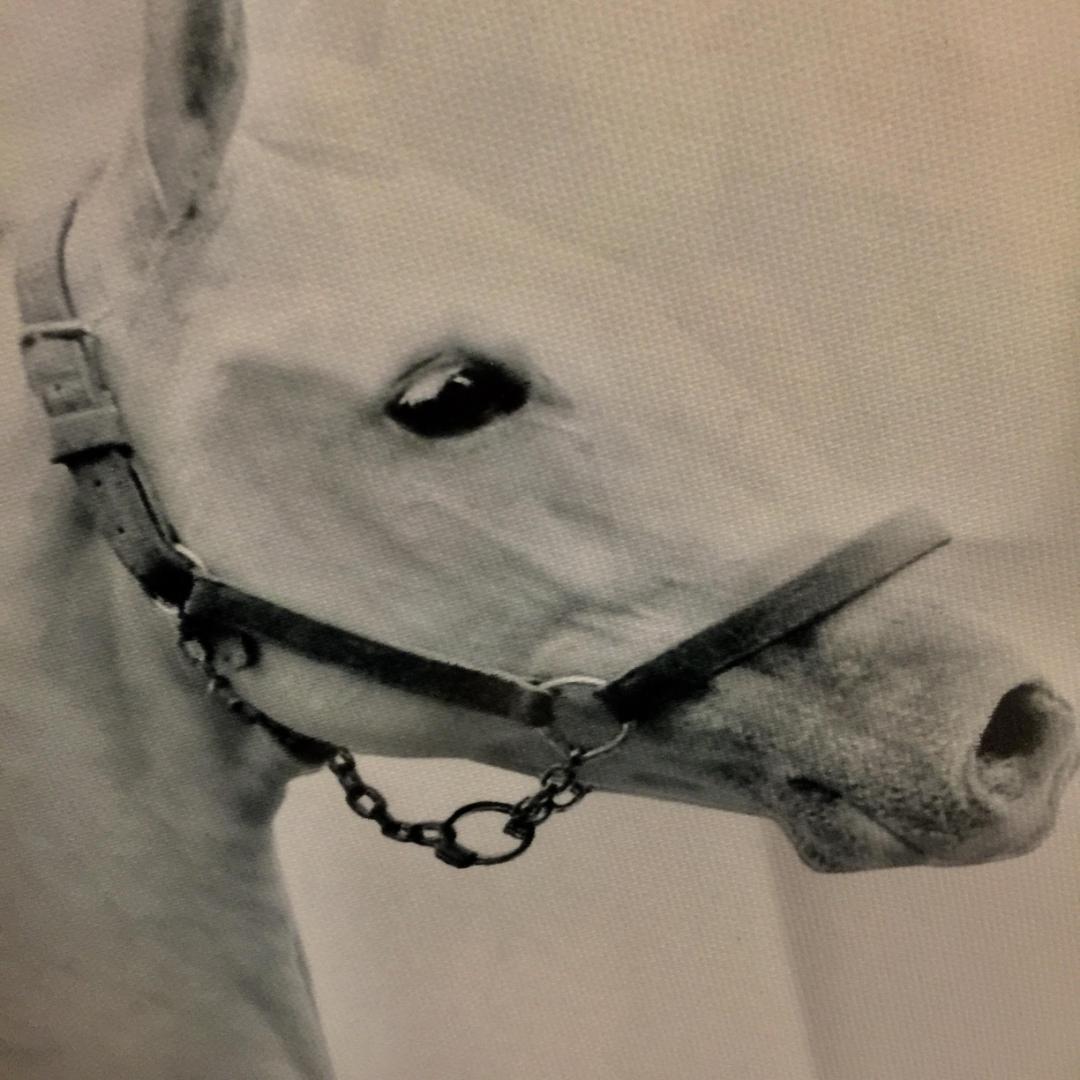 【送料無料】450×550　白馬　ホワイトホース　額付き　アートポスター