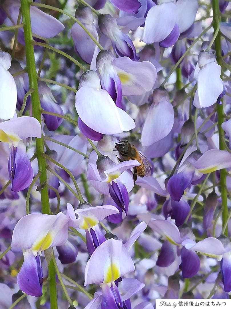 【たま】 国産蜂蜜 1000g 3本セット 信州産 アカシア２ 栗蜜１