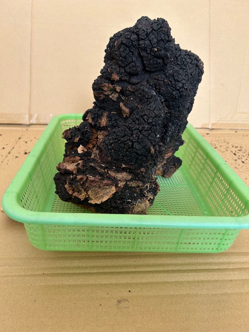 【北海道産】カバノアナタケ2キロ