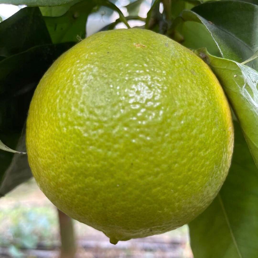 3国産ベルガモットオレンジ果実香りが強い露地栽培約9k A品（一部分B品含む）