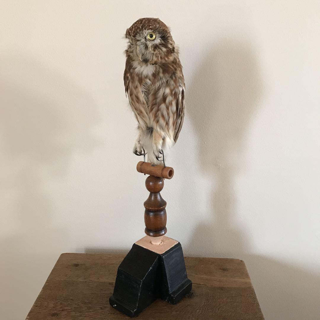 ビンテージ 鳥　オブジェ　レトロ　理科室　書斎　cabinet