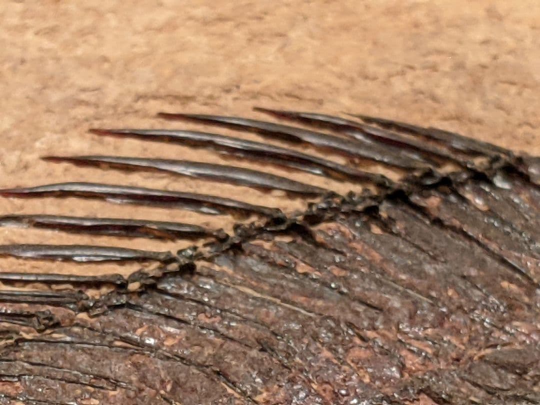 化石魚プリスカカラ　壁掛額入り