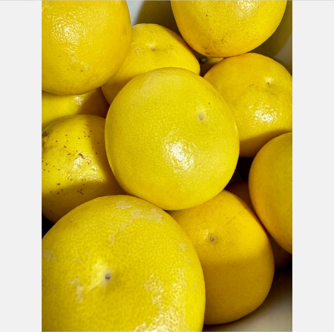 ⑩高知特産 露地栽培 土佐文旦 4L限定 文旦 約20kg 大玉 サイズ