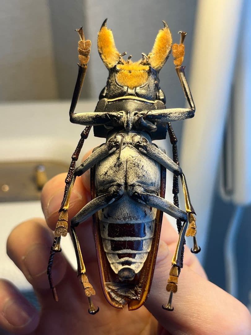 【85mm】アラゲオオウスバカミキリ 甲虫昆虫標本タランチュラムカデサソリ